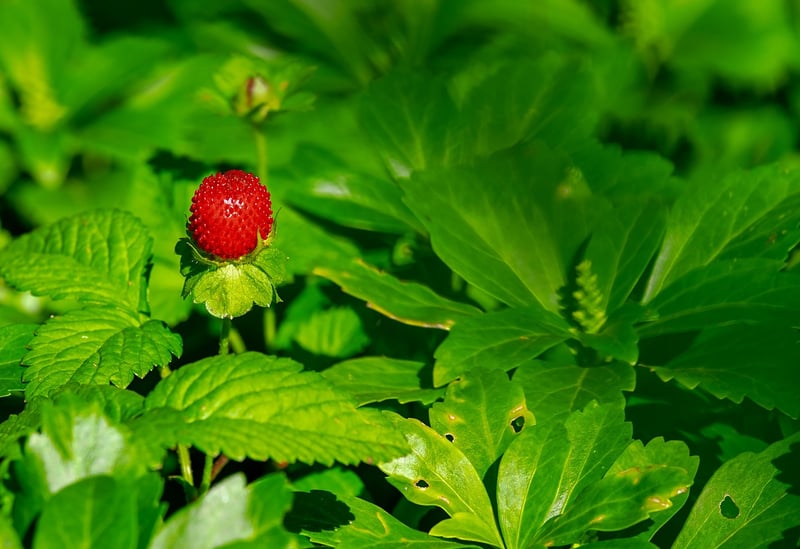 Strawberry Dessert